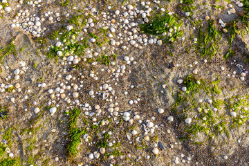 Shells in the wadden sea near Hilgenriedersiel