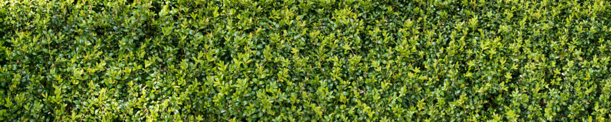 Green buxux bush hedge