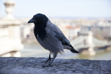 Portrait of a gray european crow