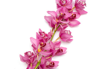 Pink, spotted orchid branches with buds, white isolated