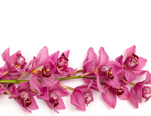 Pink, spotted orchid branches with buds, white isolated