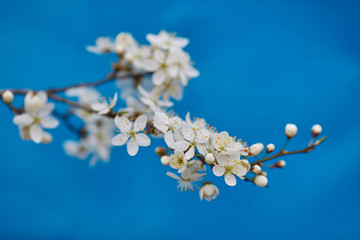 Malus pumila apple-tree in small DOF