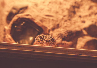 leopard gecko