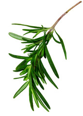 Fresh rosemary sprig medium isolated