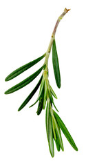 Fresh rosemary sprig small isolated
