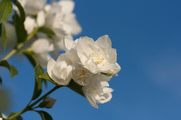 Jasmine flowers