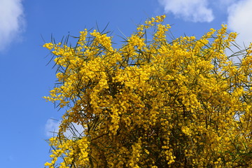 Fototapeta premium Blüten der Falschen Mimose