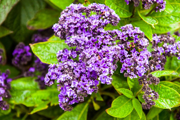 Lavender lilac flower