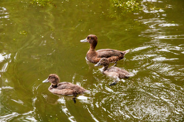 Three young ducks
