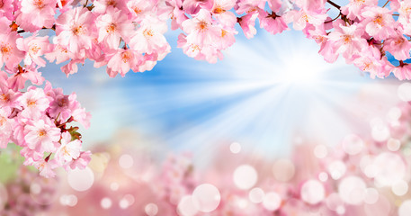 Fototapety  Słoneczna wiosna i kwitnący kwiat wiśni
