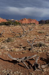 Chimney Rock Trail Dead Trees