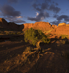 Chimney Rock Trail Tree at Sunset