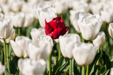 Tulipán rojo entre tulipanes blancos