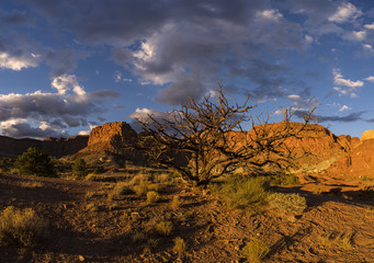 Capital Reef Sunset Tree & Clouds 1