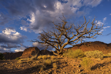 Capital Reef Sunset Tree & Clouds 1