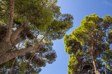 Crown of a large old tree against the sky. European stone pine or Pinus pinea. Mlini. Croatia