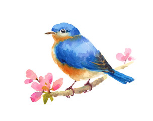 Watercolor Bluebird On Cherry Blossoms Branch Hand Painted Illustration isolated on white background