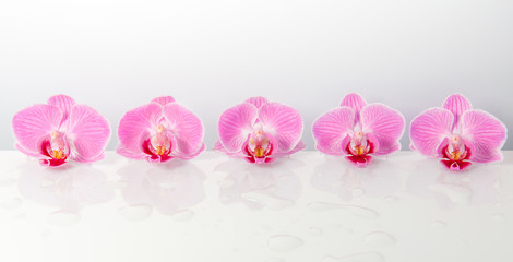 Purple orchid isolated on white. Spa background