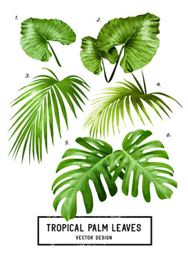 Tropical Vector Palm Leaves