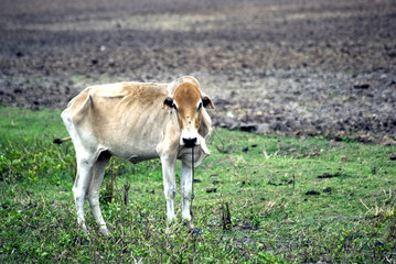 Cow, Zanzibar, Tanzania