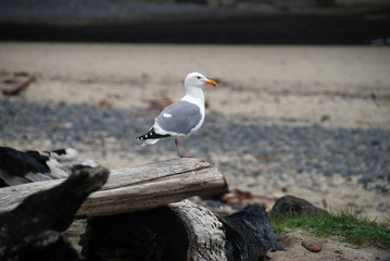 Seagull and Driftwood