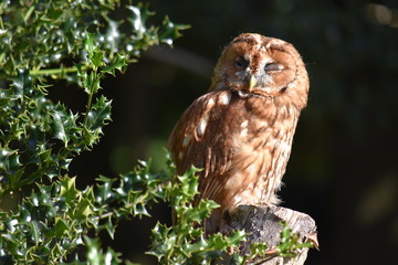 Tawny Owl Perched on branch New Forest Hampshire England