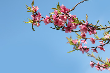 branch of a peach tree with pink flowers in a blue sky in spring