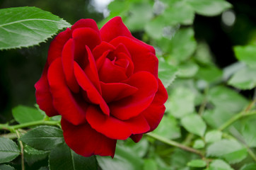 Red rose flower