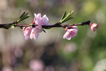 flowers in a branch of a peach tree in spring with a background bokeh at sunset