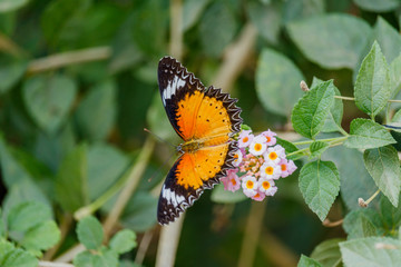 Fototapeta na wymiar Butterfly on a flower in the morning sun.