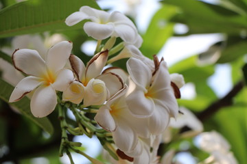 White plumeria bright color on tree