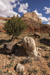 Capital Reef rock & Tree