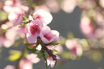 Obraz premium flowers in a branch of a peach tree in spring with a background bokeh at sunset