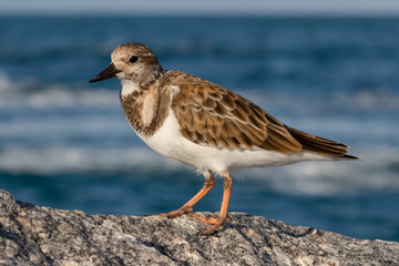 Ruddy Turnstone 01 / A Ruddy Turnstone a species of Sandpiper enjoying the late afternoon sun on the Jupiter Inlet jetty.