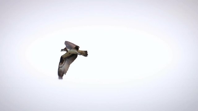 Osprey with Fish Pandion haliaetus also called fish eagle or sea hawk close-up 