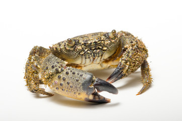 crab on white