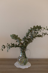 Fototapeta premium Glass jug with branches of decoratory eucalyptus