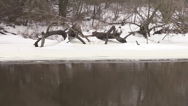 The river flows, snow-covered shore, shrubs, winter