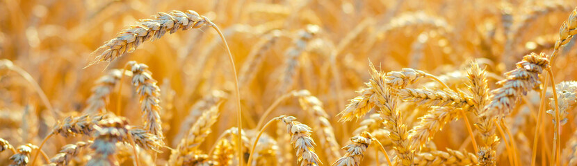 Field of ripe wheat before harvest on sunny summer day - obrazy, fototapety, plakaty