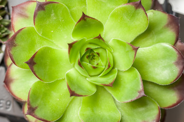 beautiful geometric succulent top view