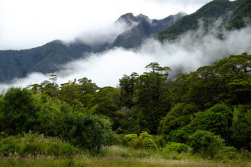 Mist clearing, native forest  West Coast NZ