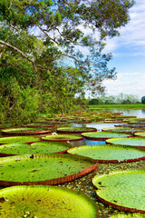 Large Lily Pad Vertical View