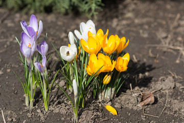 Violet, white and yellow crocuses - small, spring flowering plant of the iris family.