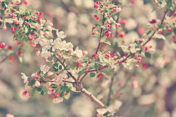 Tree flowers spring blossom 