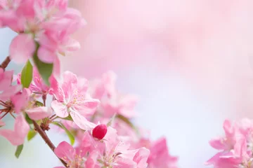 Photo sur Plexiglas Fleurs Arbre fleurs fleur de printemps