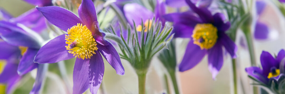 Fototapeta Spring purple flowers background 