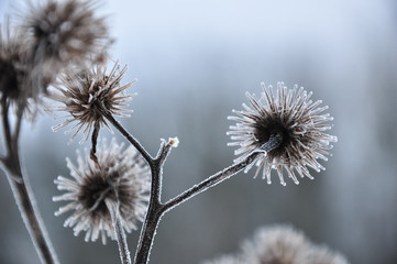 Frozen dry thistle. Ice-covered plant. Hoarfrost branches. Macro