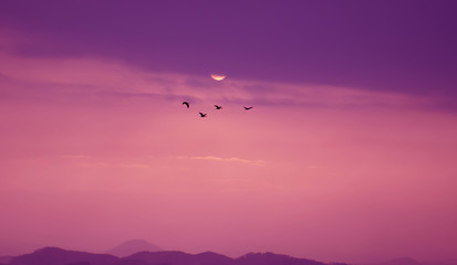 Birds flying at sunset