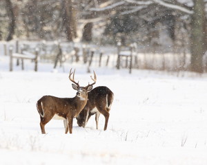 Obraz premium Whitetails Digging in the Snow