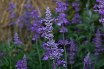 blue lavender flowers Blooming 

